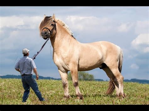 We did not find results for: Top 10 Biggest Horse - Work Horse Breeds in the World ...
