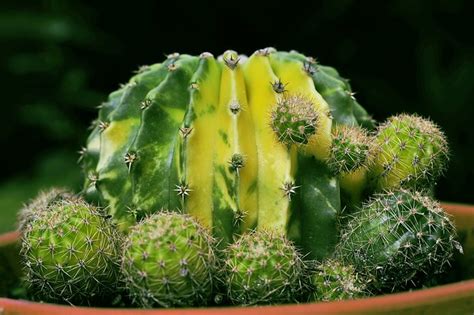 How does nopal cactus food supplement work? Variegated cactus - CactiGuide.com