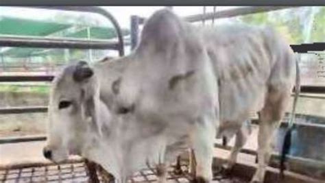 Animal cruelty: Documents lodged in senate expose 600 cases | The