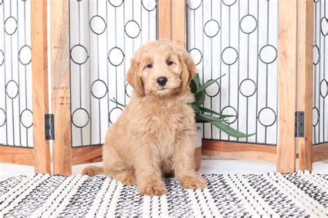 We focus on producing healthy puppies with lovable temperaments that are great. Rose - Spunky Female Mini Goldendoodle Puppy - Florida ...