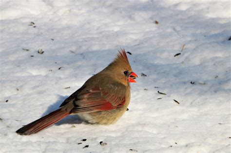 Female Cardinal Bird In Snow Free Stock Photo Public Domain Pictures