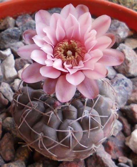 Choose from 4 tall cactus graphic resources and download in the form of png, eps, ai or psd. Gymnocalycium ferrarii | Cactus y suculentas, Flores ...