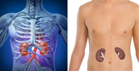 Are The Kidneys Located Inside Of The Rib Cage Kidney Cancer Signs