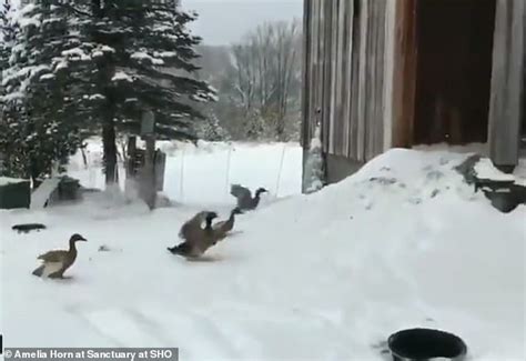 Video Of Ducks Stepping Into The Snow And Then Rushing Back In Goes