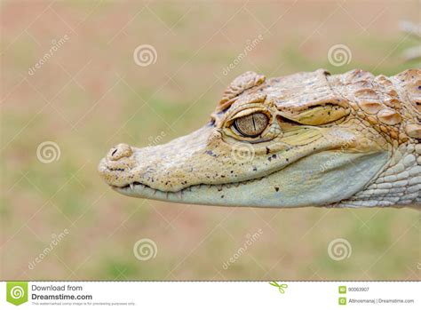 Baby Alligator Cayman Gator Face Portrait Head Close Up In The Wild