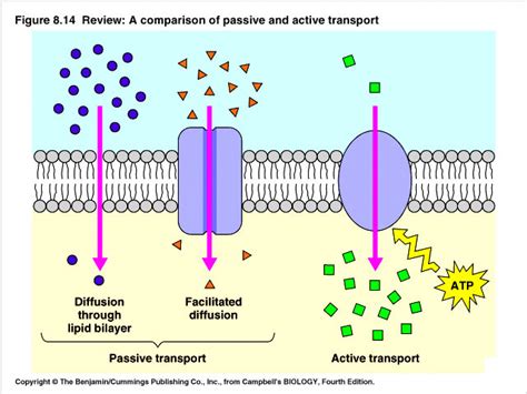 Ch 5 Cell Transport Diagram Quizlet