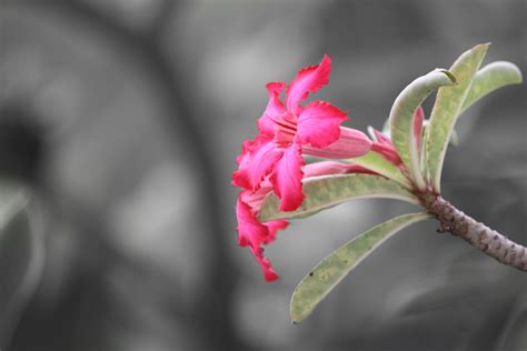 Free Images Branch Blossom Leaf Flower Petal Red Botany Pink