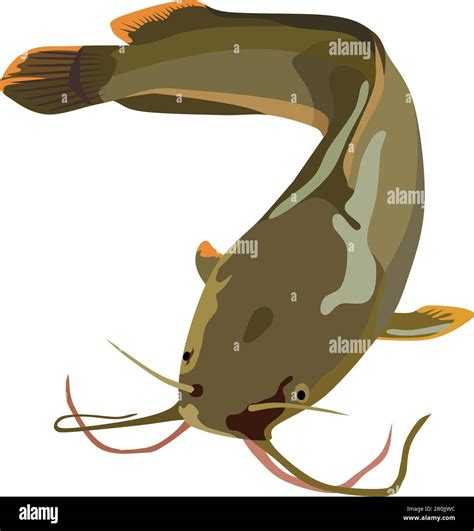 Catfish Animal Vector Illustration Stock Vector Image And Art Alamy