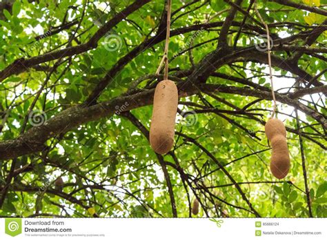 Sausage Tree Fruit Stock Photo Image Of Brown Kigeliatree 85666124