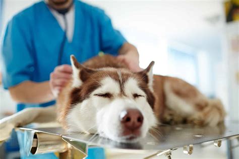 When To Euthanize A Dog With Liver Failure The Right Call