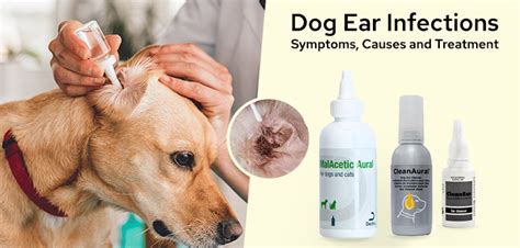 Dog Ear Infections Symptoms Causes And Treatment