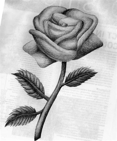 How To Draw Beautiful Roses Apps Directories