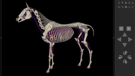 3d Horse Anatomy Biosphera