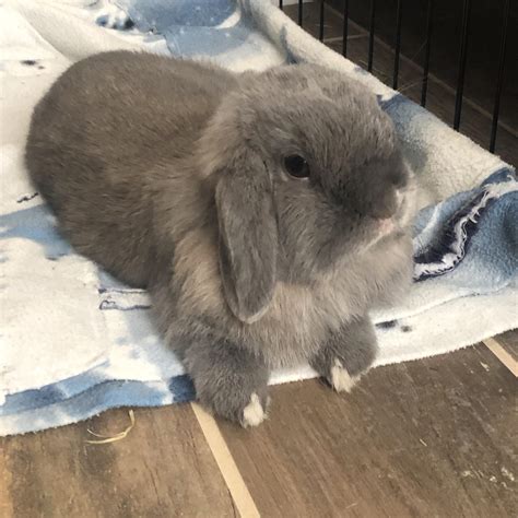 Thumper Says Good Morning Rrabbits