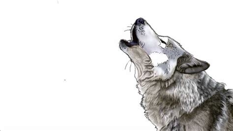 Howling Realistic Wolf Drawing