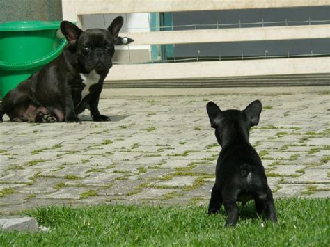 Information on the french bulldog including breed size, colours, temperament, health, pet insurance temperament: Health issues in French Bulldogs