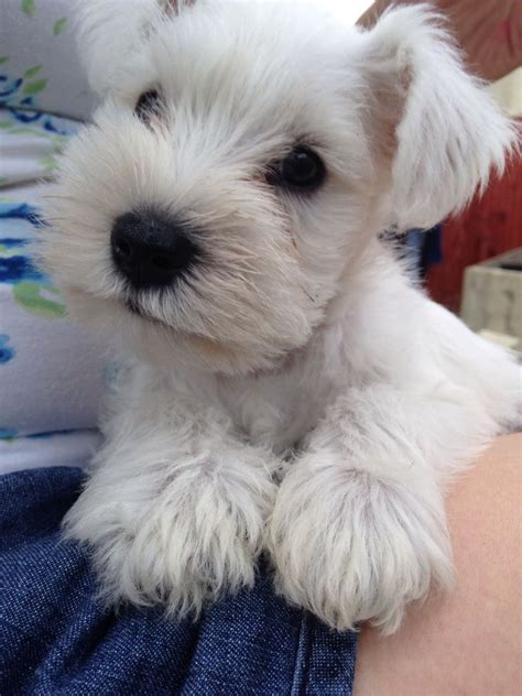 Bonnie bubbles had 7 beautiful white puppies. White Miniature Schnauzer puppies for sale | White ...