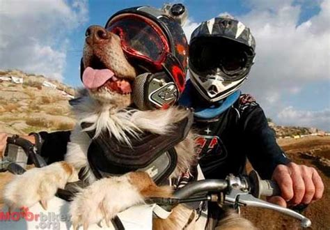 A bicycle has a tiny manufacturing footprint when compared to a car. Fuzzy doggy riding with Master | Biker dog, Dogs