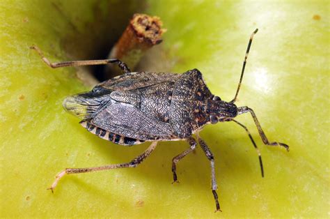Insecticides 2014: Insect Pressure, Solutions On The Rise - CropLife
