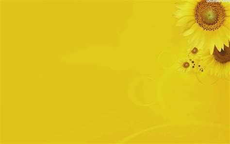 HD Sunflower PowerPoint Backgrounds HD Background | Sunflower background, Hd background, Sunflower