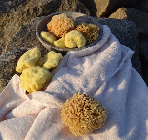 Honeycomb Wool Natural Sponge Organic Natural Sponge From The