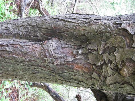 Trees Of Santa Cruz County Aesculus Hippocastanum Horse