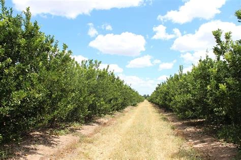 172025 Citrus Orchard In Queensland Citrus Australia