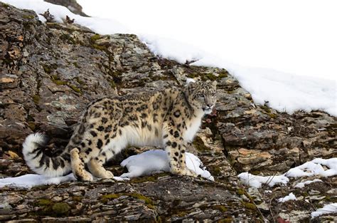 Leopardo De Las Nieves Características Hábitat Y Alimentación