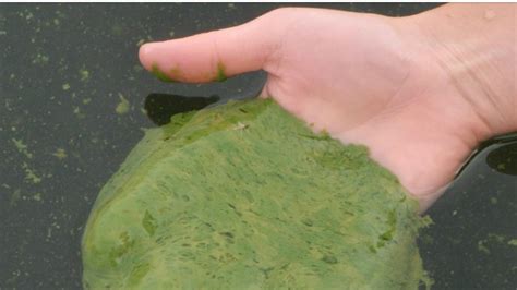 Blue Green Algae Blooms In Pigeon Lake Prompt Health Advisory