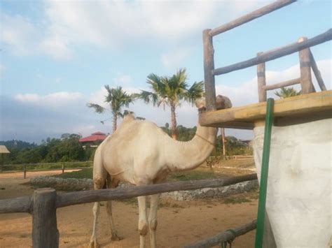 Booking hotel gambang resort dengan harga paling berpatutan. Bukit Gambang Safari Park - All You Need to Know BEFORE ...