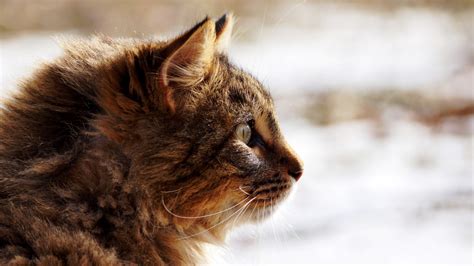 배경 화면 야생 생물 모피 구레나룻 야생 고양이 눈 동물 상 1920x1080px 닫다 포유 동물과 같은