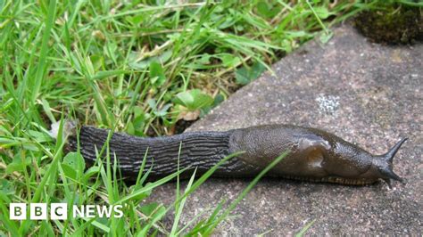 What Do Slugs Hate Home Remedies Put To The Test Bbc News