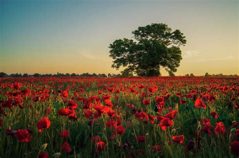 Poppy Field Sunrise 4 Photograph By James Billings Fine Art America