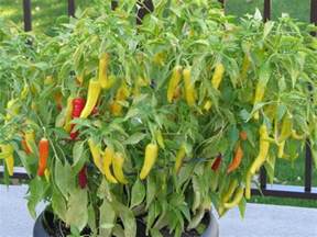This hungarian hot wax i grew myself it was from a mixed seed pack i got from ebay, so i not 100% sure but it matches the. Hungarian Hot Wax Pepper Seeds (Capsicum Annuum) - My ...