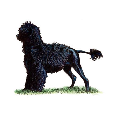 Portuguese Water Dog Breeds A To Z The Kennel Club