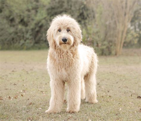 Goldendoodle puppies have the friendliness and affection of golden retrievers combined with the intelligence and hypoallergic traits of poodles. Pictures Of Teddy Bear Golden Doodle Cut - Wavy Haircut