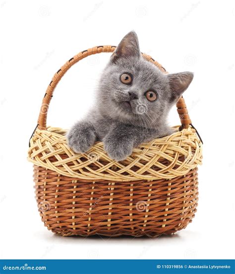 Little Gray Kitten In The Basket Stock Photo Image Of Happiness