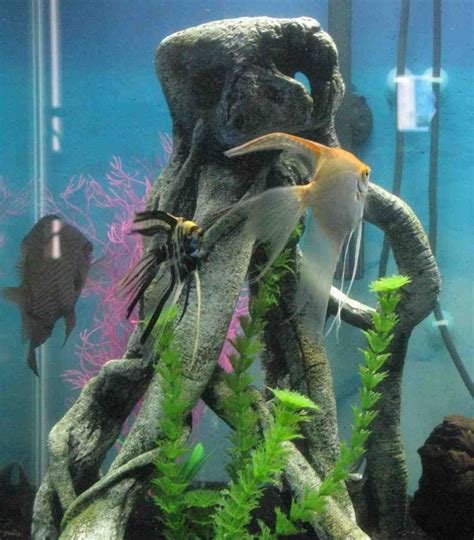 Top fin rock and coral aquarium ornament purple green coral. Top Fin Aquarium Decorations | Aquarium, Aquarium decor
