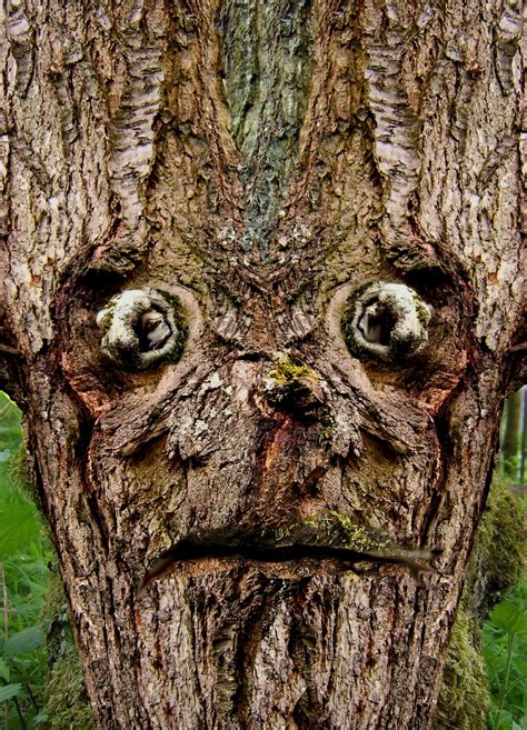 Baum Mit Menschlichem Gesicht Weird Trees Tree Faces Unique Trees