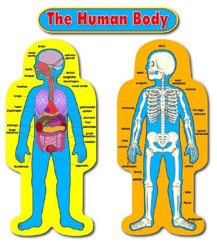 Buy Carson Dellosa Child Size Human Body Bulletin Board Set 3215
