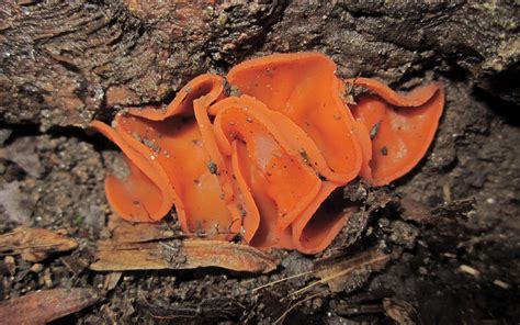 Maryland Biodiversity Project Orange Peel Fungus Aleuria Aurantia