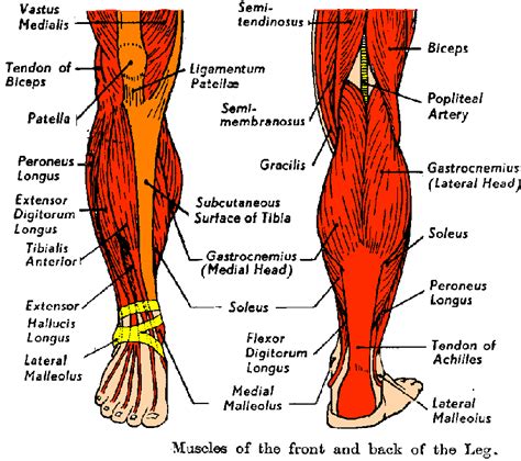 Lower Leg Muscle Chart Lower Extremities Of The Skeletal Muscle System
