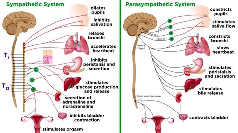 The Autonomic Nervous System Sympathetic And Parasympathetic Divis