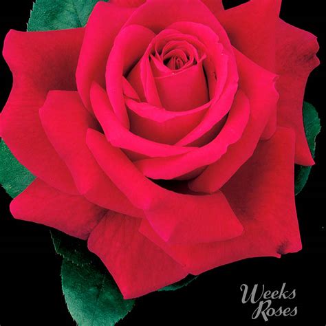 Rosa Mister Lincoln Roses Arts Nursery Ltd