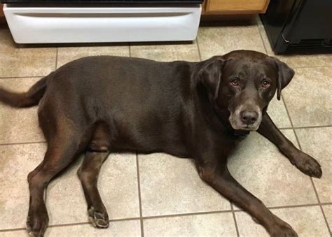 He has a yellow lab, a chocolate lab and a cat. Labrador Retriever puppy dog for sale in Greens Fork, Indiana