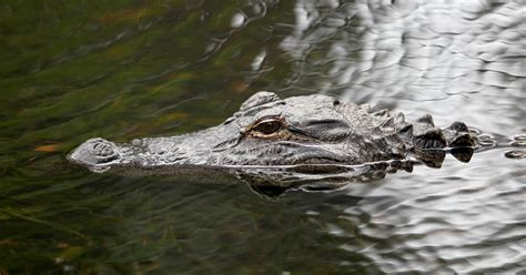 1000 Pound Alligator Caught In Alabama Sets Record Good Day Sacramento