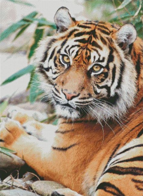 Sumatran Tiger Counted Cross Stitch Patterns Printable Chart PDF