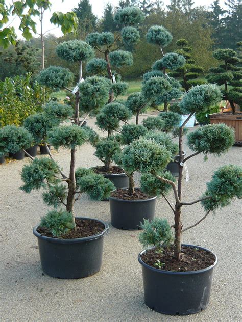 » luxurytrees® ➤jetzt gartenbonsai online kaufen. Garten Bonsai Winterhart Kaufen ~ Garten Ideen