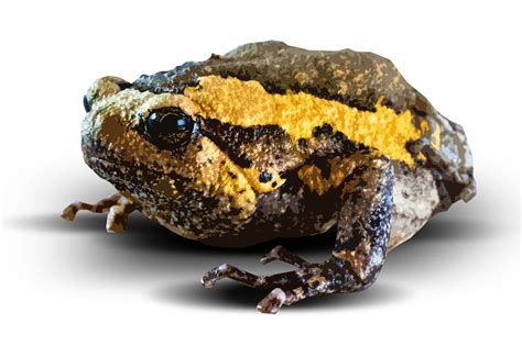 Toad Amphibian Nature · Free Image On Pixabay