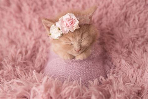 Adorable Newborn Photoshoot Will Make You Want Kittens Over Kids